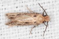 Anomalotinea liguriella