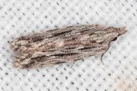 Anarsia innoxiella