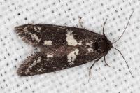 Penestoglossa gallica