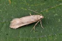 Sattleria pyrenaica