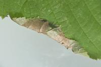 Parornix devoniella