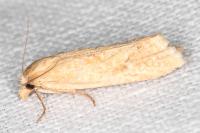 Cochylimorpha meridiana