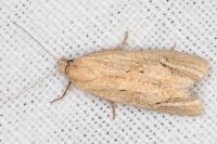 Cochylimorpha meridiana