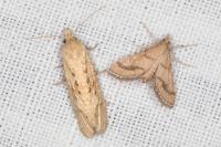 Cochylimorpha meridiana