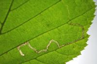 Stigmella floslactella/microtheriella