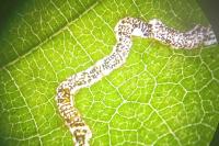 Stigmella floslactella/microtheriella