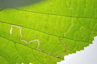 Stigmella floslactella/microtheriella