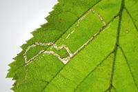 Stigmella microtheriella