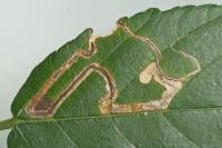 Stigmella aurella/splendidissimella