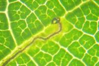 Stigmella aurella/splendidissimella
