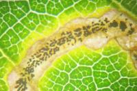 Stigmella aurella/splendidissimella