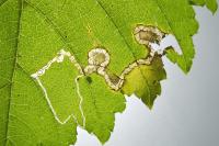 Stigmella