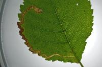 Stigmella