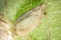 Phyllonorycter schreberella