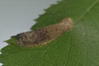 Phyllonorycter schreberella