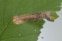 Phyllonorycter schreberella