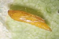 Phyllonorycter geniculella