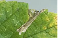 Phyllonorycter geniculella