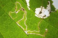 Stigmella microtheriella