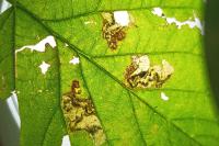 Ectoedemia rubivora