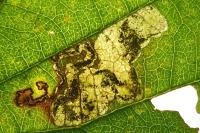 Ectoedemia rubivora