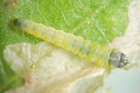 Coptotriche marginea
