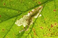 Coptotriche marginea