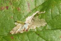 Coptotriche marginea