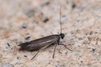Scythris scorpionella