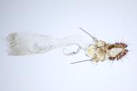 Gynnidomorpha vectisana