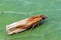 Eucosma cana