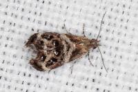 Tebenna micalis