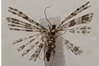 Alucita zonodactyla