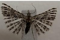 Alucita grammodactyla