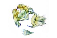 Mondeguina atlanticella