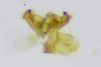 Mondeguina atlanticella