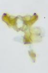 Mondeguina atlanticella