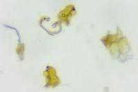 Mondeguina atlanticella