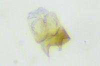 Mondeguina atlanticella