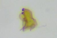 Mondeguina atlanticella