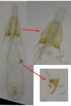 Scrobipalpa suaedicola