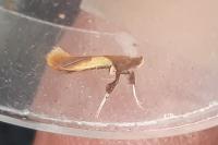 Caloptilia alchimiella
