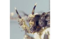 Depressaria douglasella