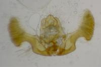Eucosma tripoliana