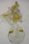 Eucosma tripoliana