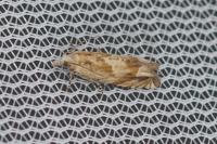 Eucosma tripoliana