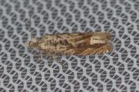 Eucosma tripoliana