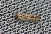 Eucosma tripoliana
