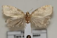 Aleimma loeflingiana