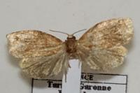 Archips rosana